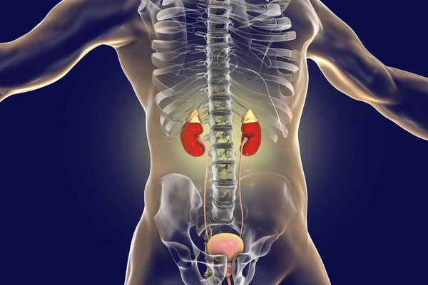 Human kidneys with adrenal glands — Stock Photo, Image