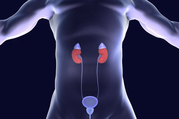 人类肾脏与肾上腺 — 图库照片