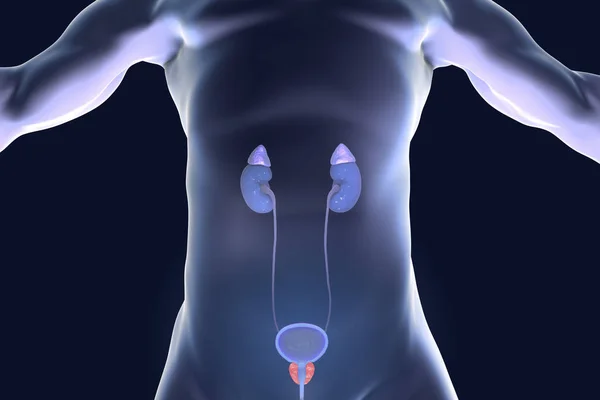 Prostate gland highlighted inside male body — Stock Photo, Image