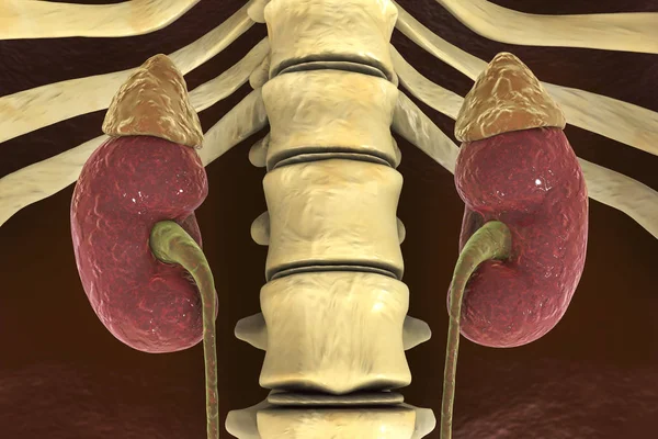 Human kidney with adrenal gland