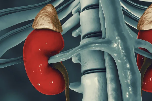人类肾脏与肾上腺 — 图库照片