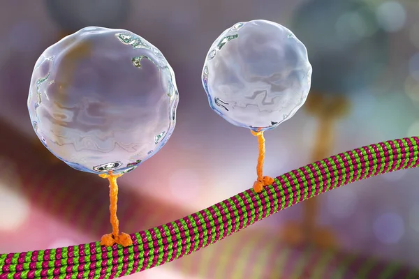 Intracellular transport, kinesin motor proteins transport molecules moving across microtubules — Stock Photo, Image