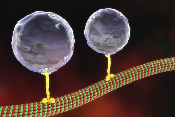 Intracellular transport, kinesin motor proteins transport molecules moving across microtubules