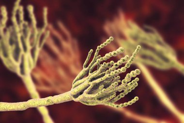 Neden gıda bozulmaları ve ilk antibiyotik penisilin üretimi için kullanılan mantar Penicillium