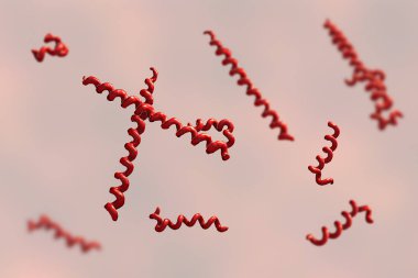 Treponema denticola bakteri