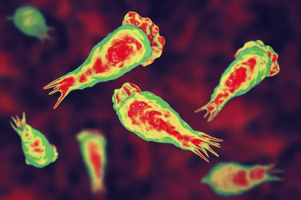 뇌 먹는 아메바 감염, 기생충 Naegleria fowleri의 trophozites — 스톡 사진