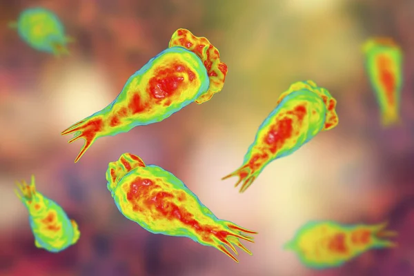 Hersenen-etende amoeba infectie, trophozites van de parasiet Naegleria fowleri — Stockfoto