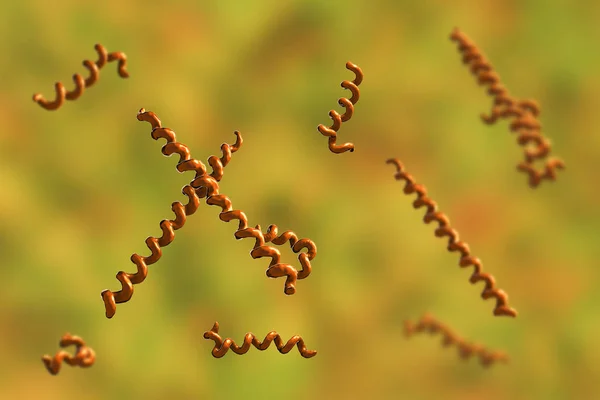 Treponema denticola bacteria — Stock Photo, Image