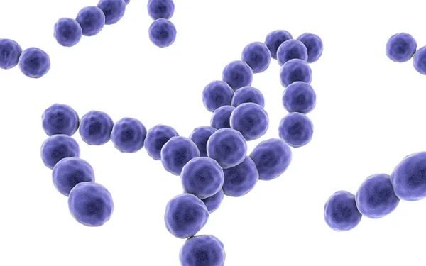 嫌気性グラム陽性細菌 Peptostreptococcus — ストック写真