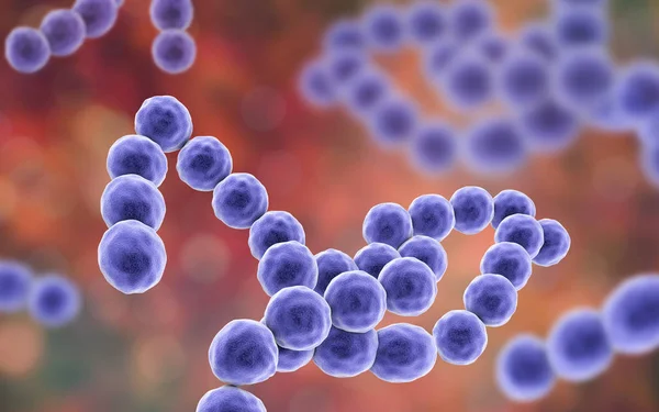 Bactérias Gram-positivas anaeróbias Peptostreptococcus — Fotografia de Stock