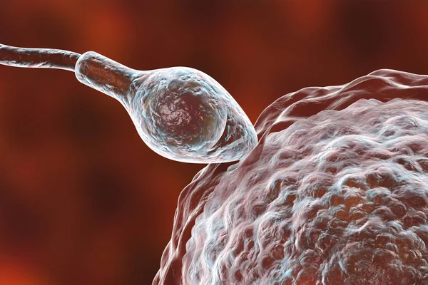 Gödsling av mänskliga äggceller genom spermatozoan — Stockfoto