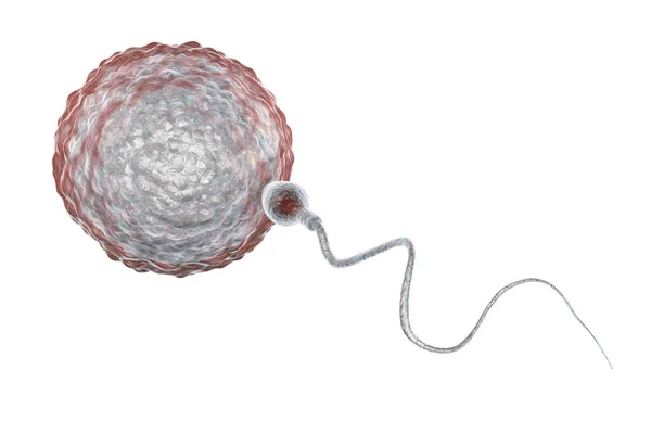 Bevruchting van menselijke eicel door spermatozoan — Stockfoto