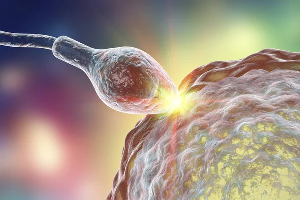 Оплодотворение яйцеклетки человека сперматозоидами — стоковое фото