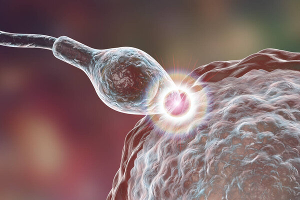 Fertilization of human egg cell by spermatozoan