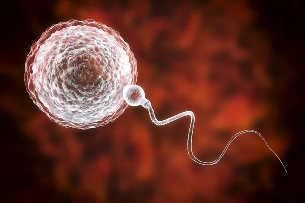 Λίπανση των ανθρώπινων ωαρίων από spermatozoan — Φωτογραφία Αρχείου