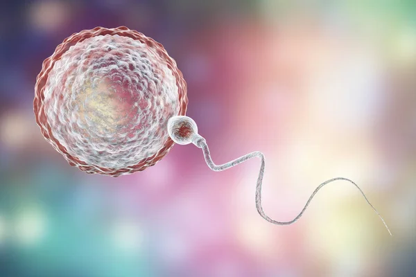 Bevruchting van menselijke eicel door spermatozoan — Stockfoto