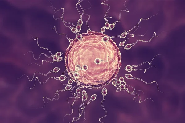 Bevruchting van menselijke eicel door spermatozoan — Stockfoto