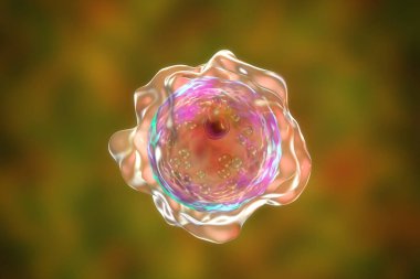 Balamuthia mandrillaris amip kisti, 3 boyutlu illüstrasyon. Toprak ve suda yaşayan bir protozoan granülomatoz amoebik beyin iltihabına neden olabilir. Hem kistler hem de trofobikler insanlar için bulaşıcı formlardır.