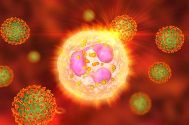 SARS-CoV-2 virüsleri nötrofili etkinleştiriyor, kavramsal 3 boyutlu illüstrasyon. COVID-19 'daki aşırı aktif nötrofiller akciğer ve çoklu organ hasarına yol açan hiperinflamasyonla ilişkilidir.