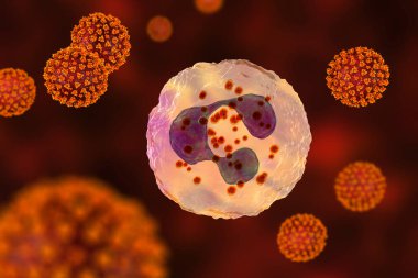 SARS-CoV-2 virüsleri nötrofili etkinleştiriyor, kavramsal 3 boyutlu illüstrasyon. COVID-19 'daki aşırı aktif nötrofiller akciğer ve çoklu organ hasarına yol açan hiperinflamasyonla ilişkilidir.