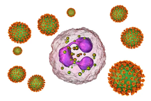 Sars Cov 2ウイルスは 好中球を活性化します 概念的な3Dイラスト Covid 19の過活動好中球は肺や多臓器の損傷を引き起こす高炎症と関連している — ストック写真