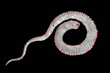 Dracunculus medinensis, ya da Gine solucanı, ilk safha larva, 3 boyutlu illüstrasyon. Larvalar, insan uzuvlarının derisinin altında drakunküliyaz ile parazit yapan dişi solucanlardan oluşur.