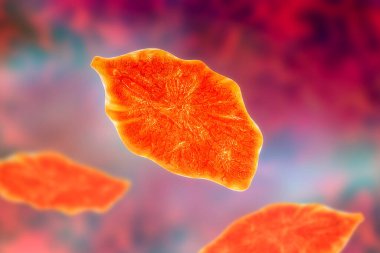 Fasciola hepatikası ya da karaciğer kurdu.