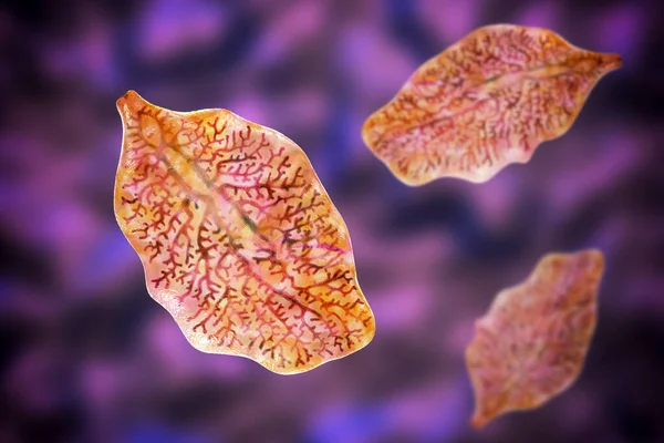 ファシオラ肝機能障害 または肝臓のフケ 3Dイラスト 寄生虫のトレマトードワームは ファゾリシス 肝臓の感染症を引き起こす — ストック写真