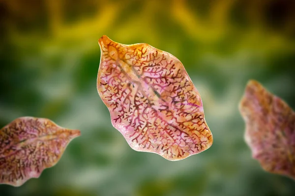 Fasciola hepatica, or liver fluke, 3D illustration. A parasitic trematode worm that causes fasciolosis, an infection of liver