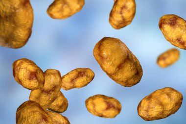 Haemophilus influenzae bakterisi, 3 boyutlu illüstrasyon. Çoğunlukla çocuklarda, zatürree, otit, menenjit ve diğer çocuklarda enfeksiyona neden olan gram-negatif kokobacilli.