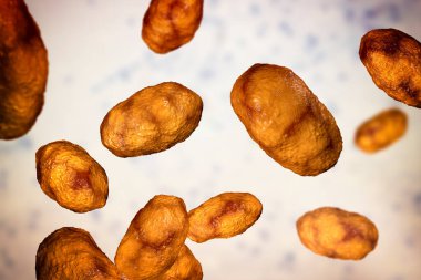 Haemophilus influenzae bakterisi, 3 boyutlu illüstrasyon. Çoğunlukla çocuklarda, zatürree, otit, menenjit ve diğer çocuklarda enfeksiyona neden olan gram-negatif kokobacilli.