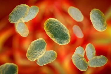 Haemophilus influenzae bakterisi, 3 boyutlu illüstrasyon. Çoğunlukla çocuklarda, zatürree, otit, menenjit ve diğer çocuklarda enfeksiyona neden olan gram-negatif kokobacilli.