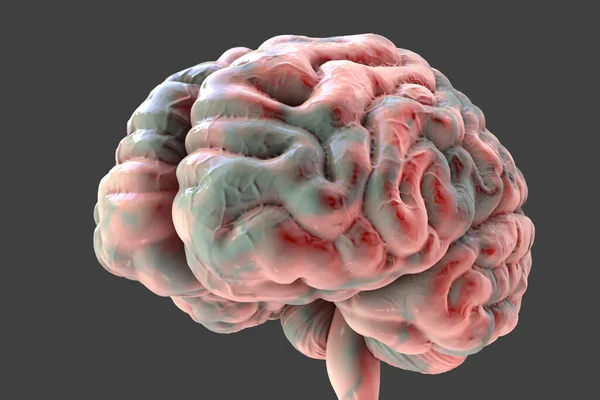 灰色の背景に隔離された人間の脳 3Dイラスト — ストック写真
