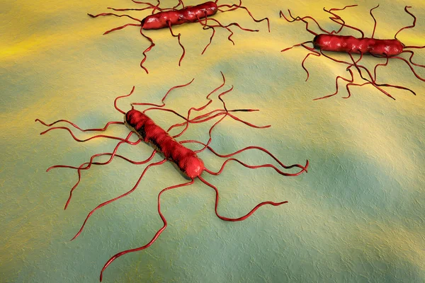 李斯特菌单核细胞基因 带有鞭毛的革兰氏阳性菌 可导致食物传播感染李斯特菌病 以及脑膜炎和败血症 3D说明 — 图库照片