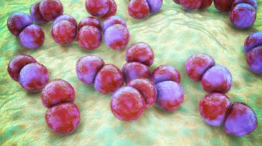 Bakteri Streptococcus pneumoniae, 3 boyutlu illüstrasyon. Gram-pozitif diplokoksi, zatürreenin nedensel faktörü.