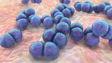 Bakteri Streptococcus pneumoniae, 3 boyutlu illüstrasyon. Gram-pozitif diplokoksi, zatürreenin nedensel faktörü.