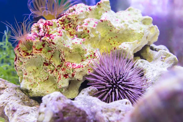 Închiderea acvariului tropical de mare abad . — Fotografie, imagine de stoc