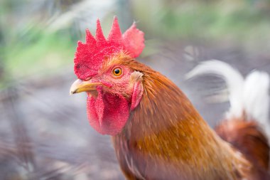 Çiftlikte bedava tavuk. 