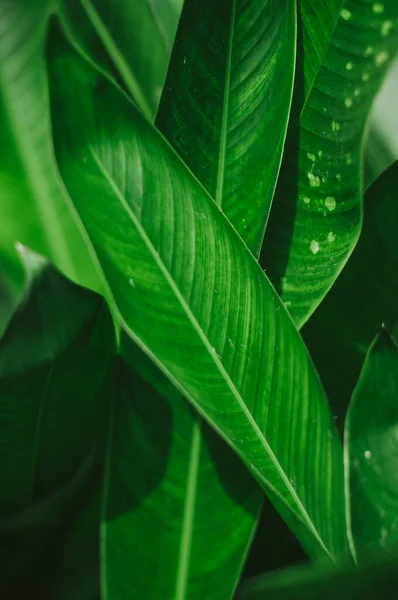 Gröna Tropiska Blad Närbild — Stockfoto