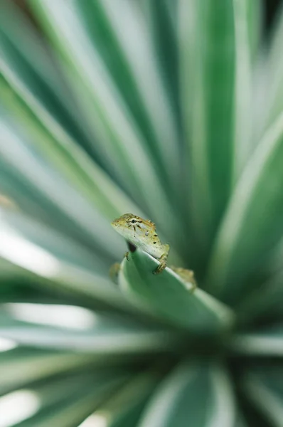 Lizard Closeup Sitting Green Leaf — Stock Photo, Image