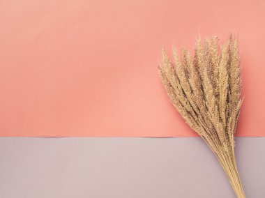 Pastel arka plan üzerinde kurutulmuş çim çiçek Üstten Görünüm