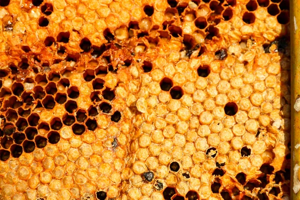 işçi arılar petek üzerinde.