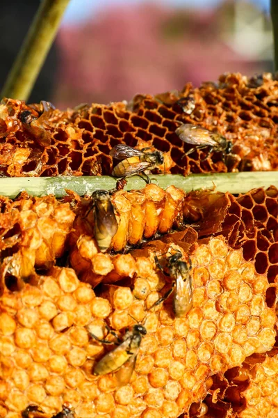 Arbetstagaren bina på honeycomb. — Stockfoto