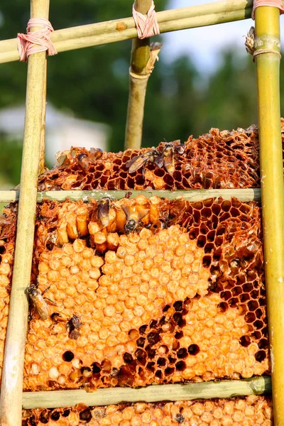 işçi arılar petek üzerinde.