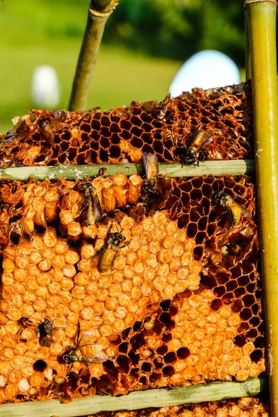 Abeilles ouvrières en nid d'abeille . — Photo