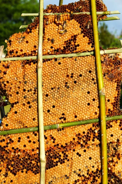 işçi arılar petek üzerinde.