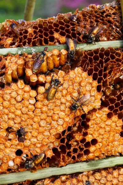Abeilles ouvrières en nid d'abeille . — Photo
