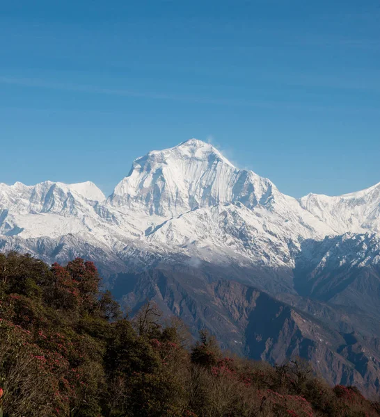 Nepal Annapurna koruma alanında Poonhill tepesinden Dhaulagiri dağ ve ormangülü ağacı göster.