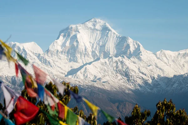 Nepal Annapurna koruma alanında Poonhill tepesinden Dhaulagiri dağ ve ormangülü ağacı göster.