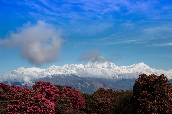 Nepal Annapurna koruma alanında Poonhill tepesinden Dhaulagiri dağ ve ormangülü ağacı göster.